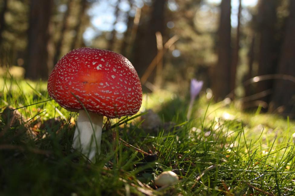 Amanita muscaria y crocus